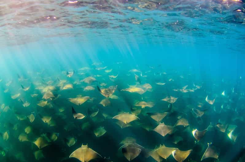Cabo San Lucas Cabo Pulmo Snorkeling Expedition GetYourGuide