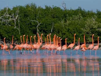 Desde Cancún: Excursión Río Lagartos y Las Coloradas