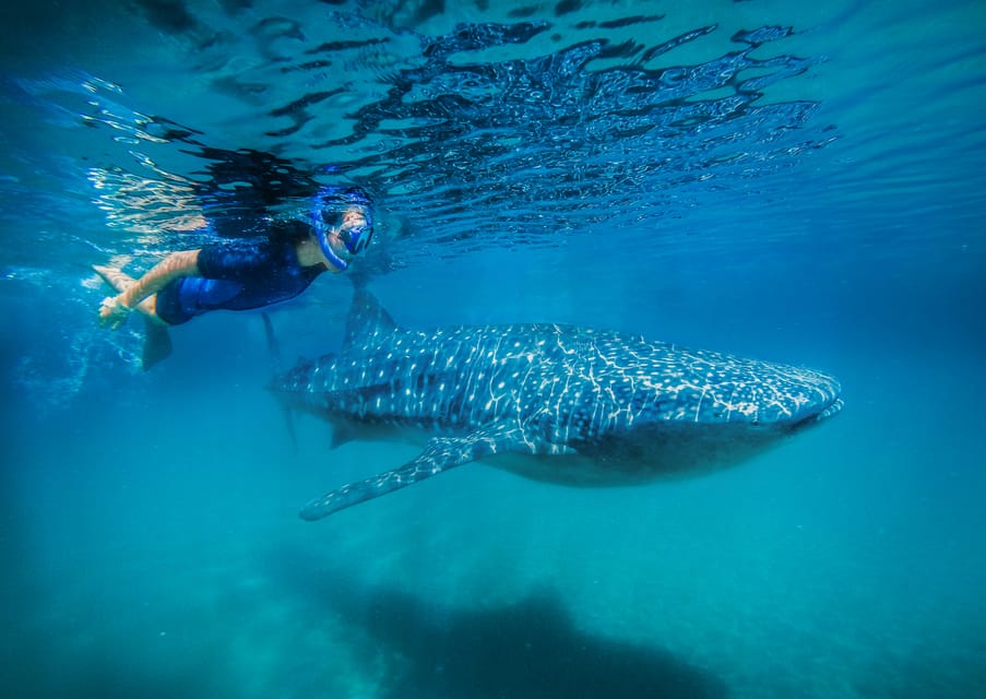 From Cabo: Snorkel With Whale Sharks In La Paz | GetYourGuide