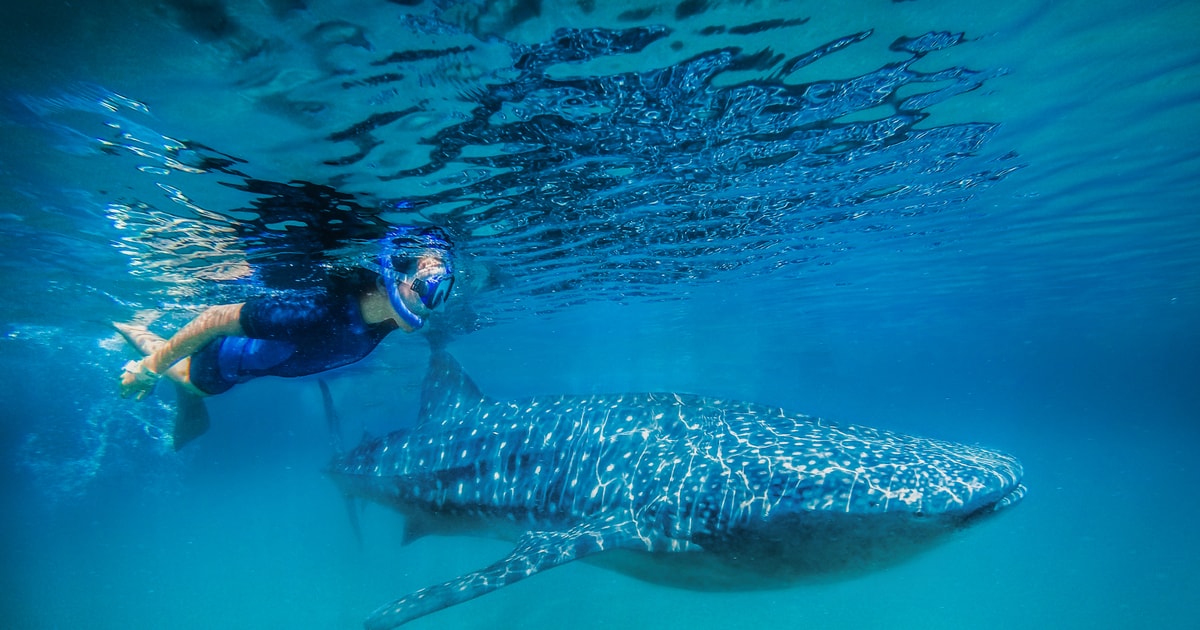 From Cabo: Snorkel with Whale Sharks in La Paz | GetYourGuide