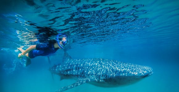 From Cabo: Snorkel with Whale Sharks in La Paz