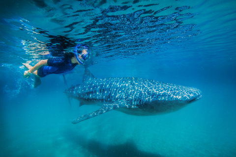From Cabo: Snorkel with Whale Sharks in La Paz Snorkel with Whale Sharks La Paz: Day Tour from Cabo