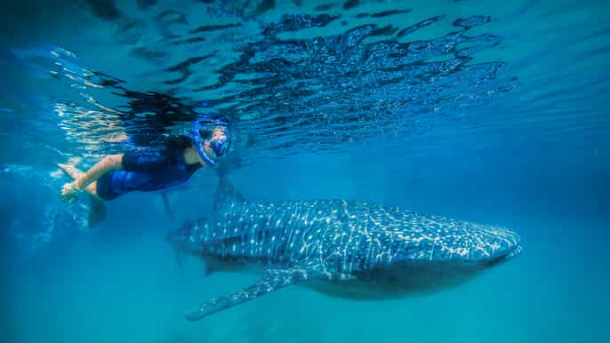 snorkel with whale sharks la paz day tour from cabo