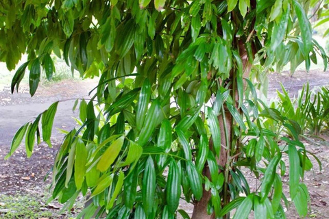 Zanzibar: Privat kryddodlingstur med lokal guide.Det här alternativet inkluderar upphämtning från hotell i Stone Town.