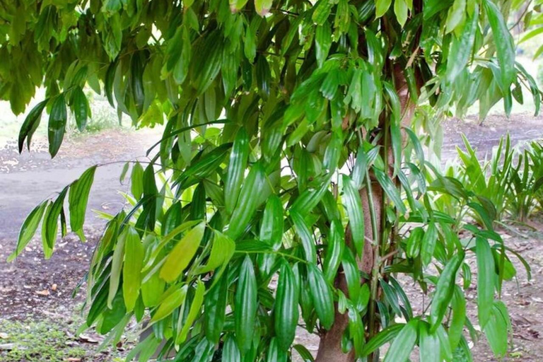 Zanzibar: Privat kryddodlingstur med lokal guide.Det här alternativet inkluderar upphämtning från hotell i Stone Town.