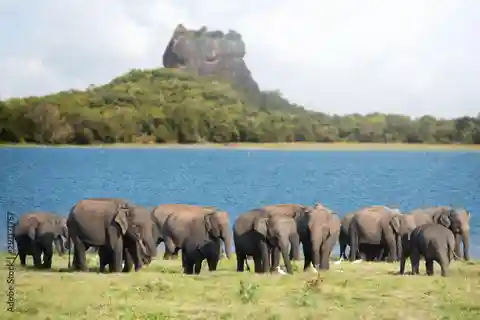 Colombo/Negombo: Sigiriya, Dambulla Cave, & Safari Day Tour