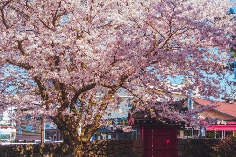 Jeju: Cherry Blossom Tour with Hotel Pickup Jeju cherry Blossom Season Tour : Small Group [Hotel P-up]