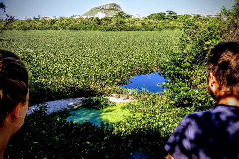 Rio de Janeiro: Eco City Tour Rio de Janeiro: Eco City Tour in a Small Group