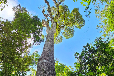 Monteverde: Ingresso di un giorno alla foresta di Oktari Walking Trails