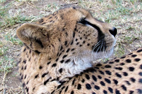 Kruger nasjonalpark ettermiddagssafari