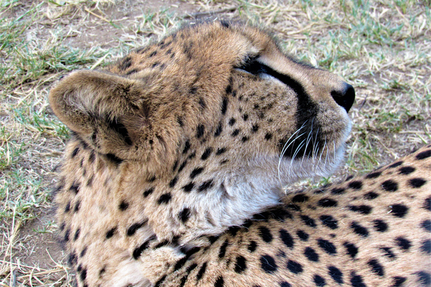 Kruger-Nationalpark: Safari am Nachmittag