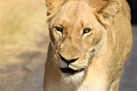 Zuid-Afrika: dagsafari in nationaal park Kruger