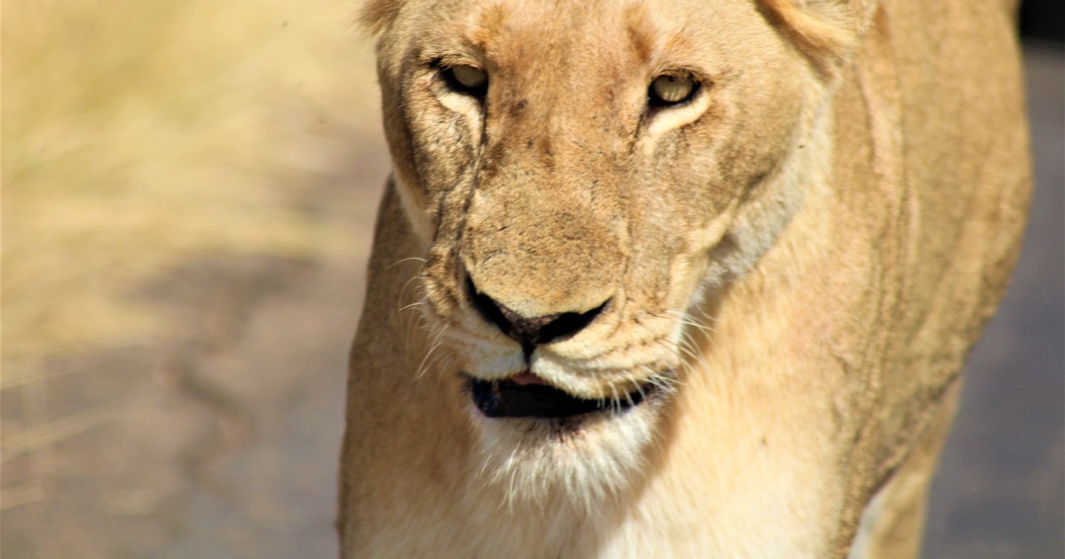 Kruger National Park Full-Day Safari