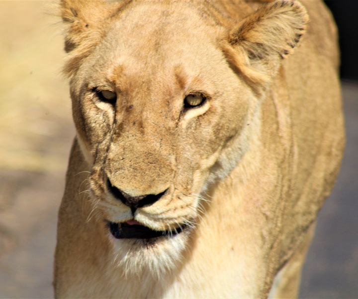Kruger National Park Full-Day Safari