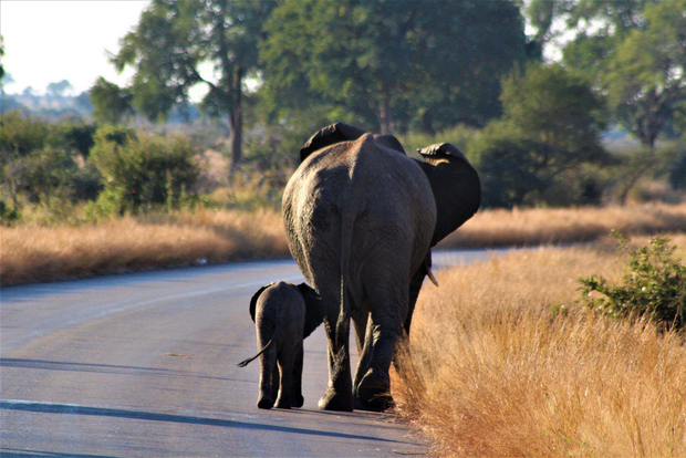 Safari di un giorno intero nel Parco Nazionale Kruger