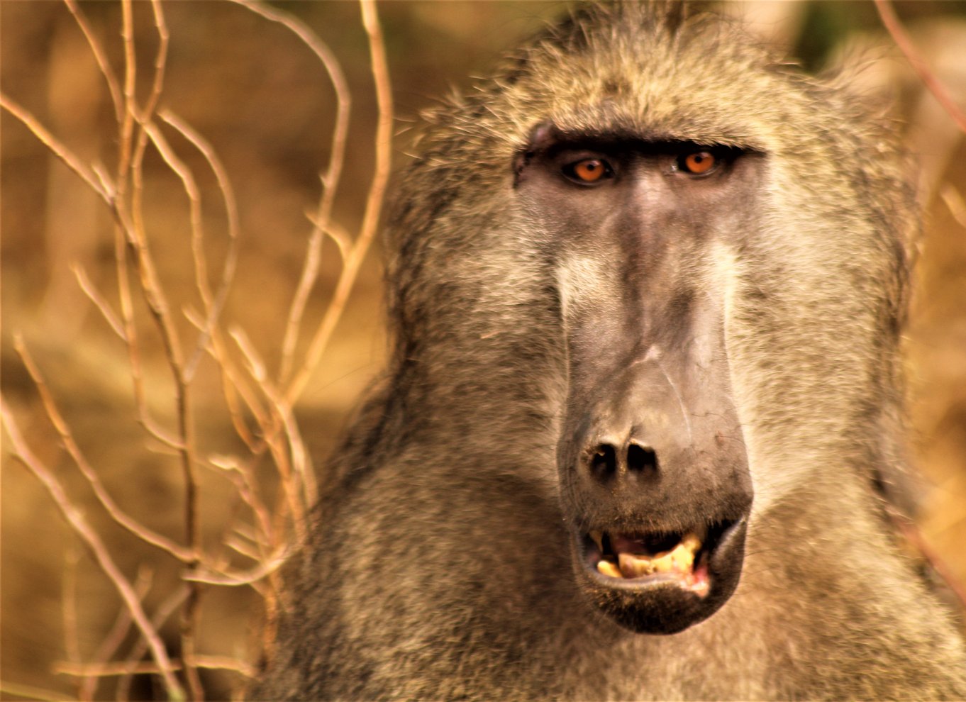 Kruger Nationalpark Morgensafari