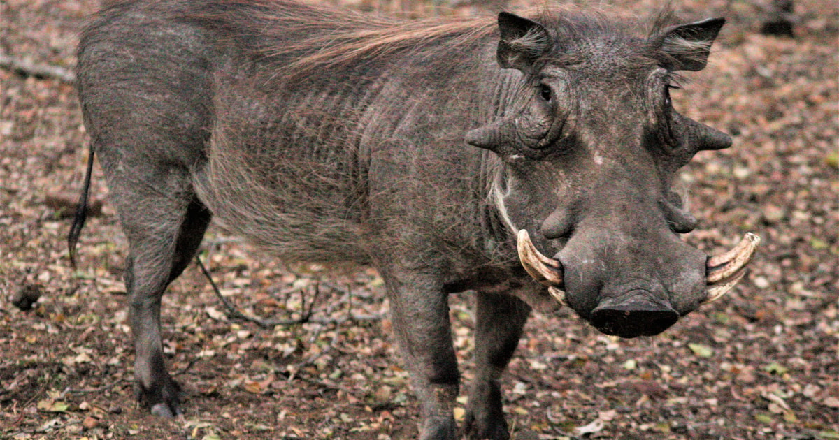 Kruger National Park Morning Safari