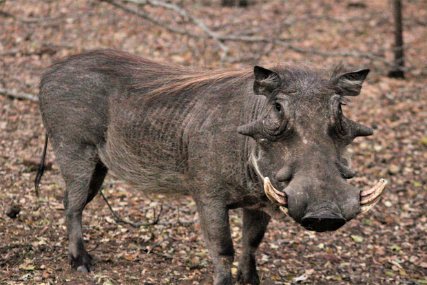 Morgonsafari i Kruger nationalpark