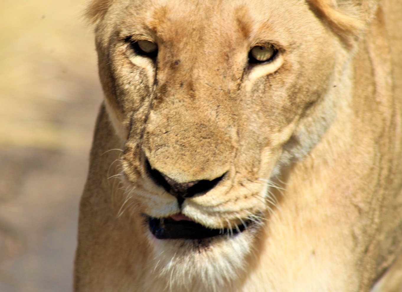 Kruger Nationalpark Morgensafari