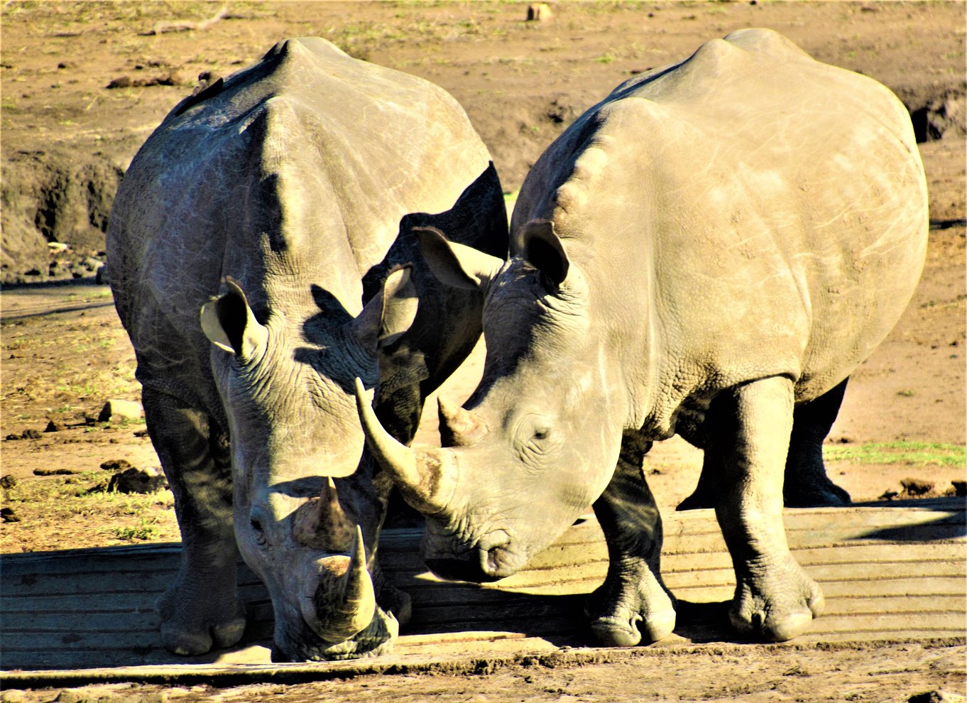 Kruger Nationalpark Morgensafari