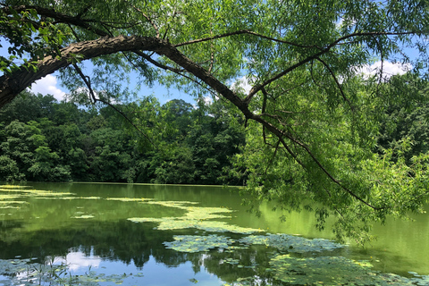 Brooklyn: tour guidato a piedi di 2 ore al Prospect Park