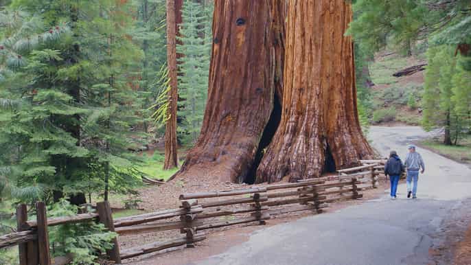 yosemite avec des séquoias géants en petit groupe