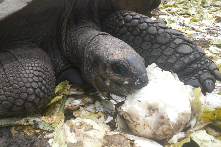 Zanzibar: Tur till Fängelseön med lunch på stranden