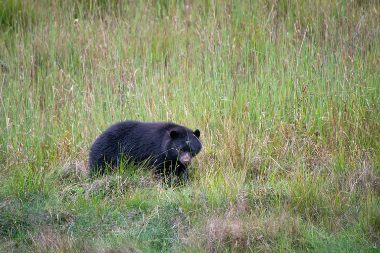 Private sight Tour Chingaza Paramo from Bogota, Andean BearPrivate sighting Tour in Chingaza Paramo, Andean Bear