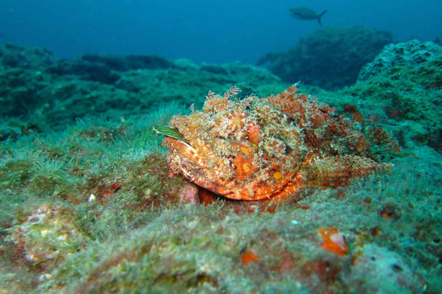 see barracuda lake and skeleton wreck