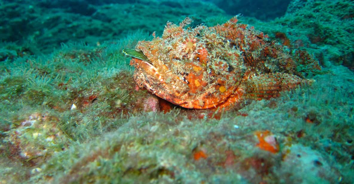 Coron: Lago Barracuda, Skeleton Wreck, Twin Lagoon Boat Tour | GetYourGuide