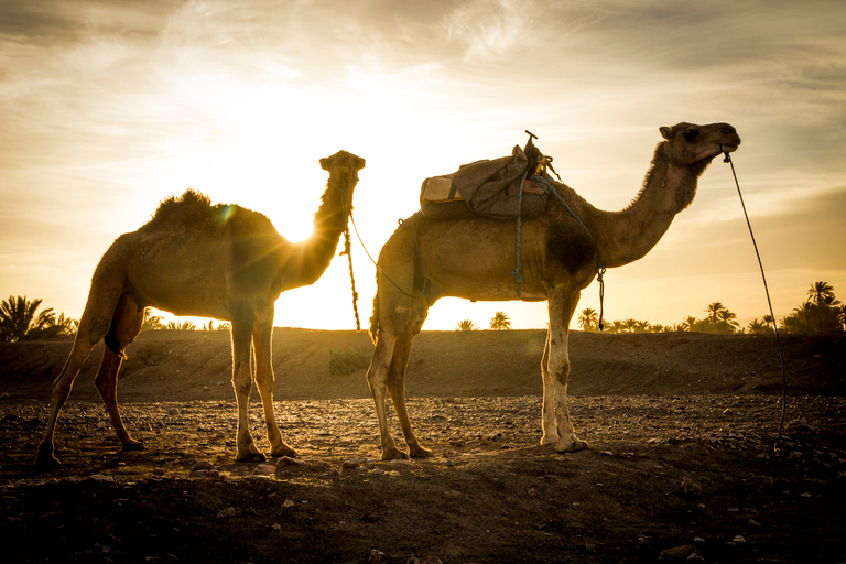 De Marrakech: viagem de 3 dias ao deserto do Saara