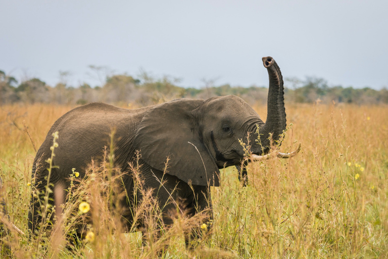 From Zanzibar: 2-Day Selous Safari with Flights & Lodge Stay 2-Day Selous Safari - Without Transfer