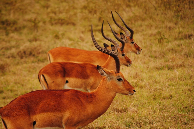 Safari Privado en Camping de 8 Días y 7 Noches por Kenia y Tanzania