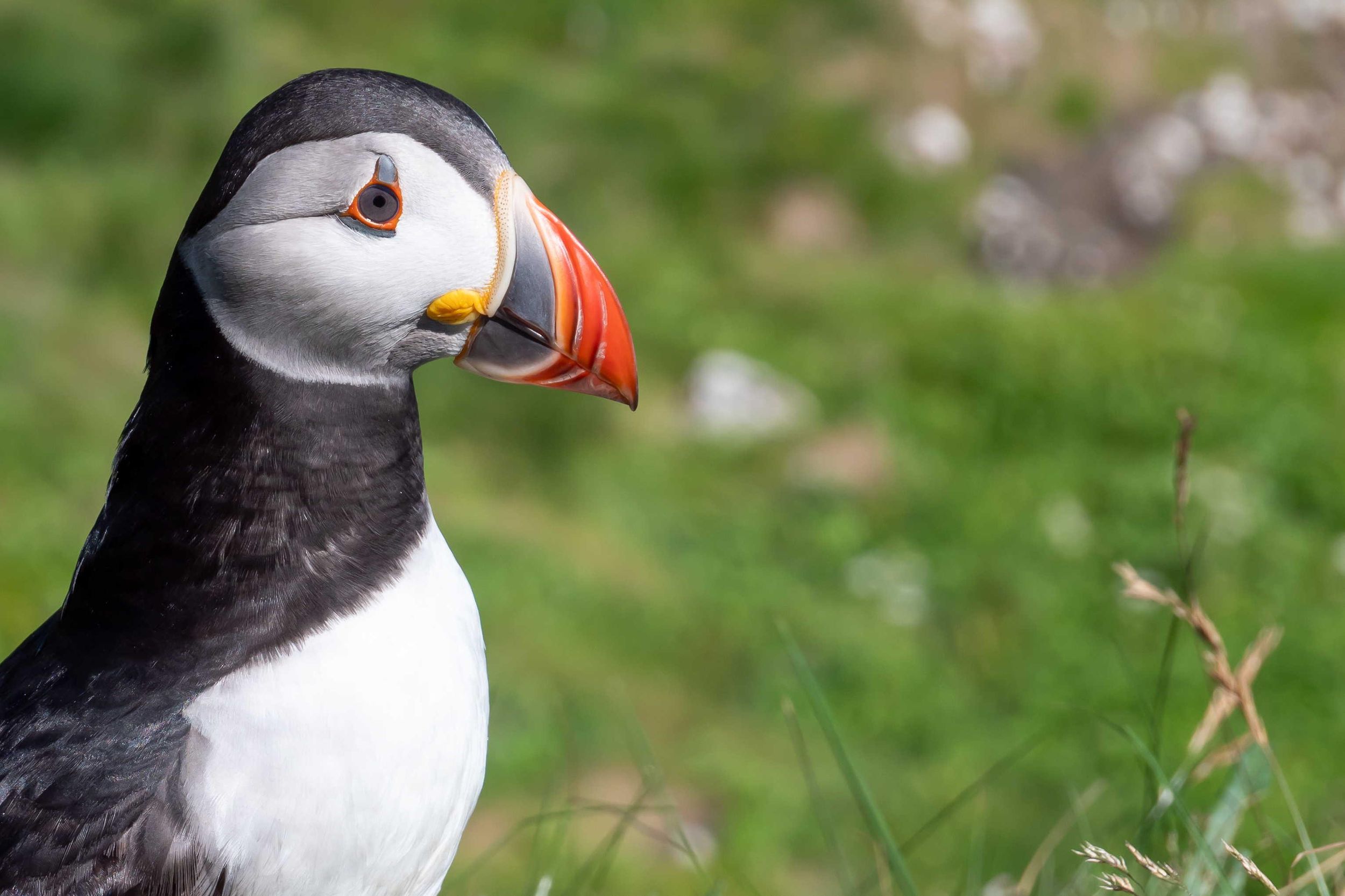 Ab Edinburgh: 3-Tagestour nach Isle of Mull, Staffa und Iona