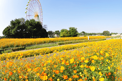 Tokyo & Ibaraki Tour: Hitachi Seaside Park & Adachi Wisteria