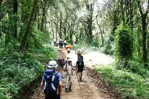 Moshi: Visita guiada de um dia ao Kilimanjaro