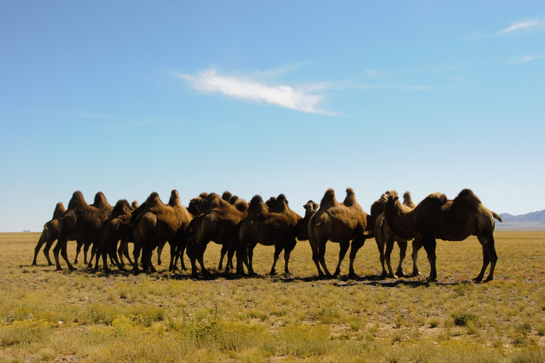 Oulan-Bator: visite en petit groupe de 3 jours du meilleur de la Mongolie centrale