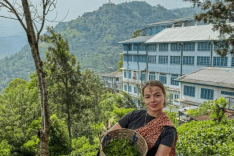 Ella: Halpe Tea Factory Tour with Tuk-Tuk Scenic Drive