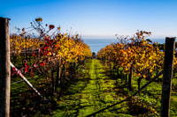 Melbourne, alrededor del sendero de comida y vino de la bahía - Hizvo
