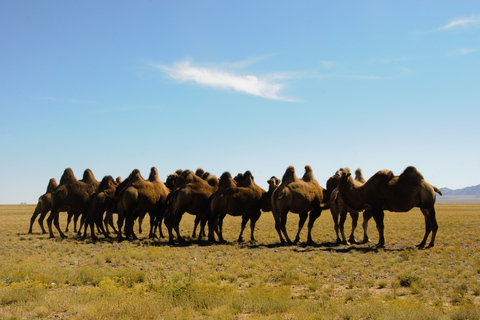 Oulan-Bator : excursion d'une journée dans le semi-désert de Gobi et balade à dos de chameau ou à cheval