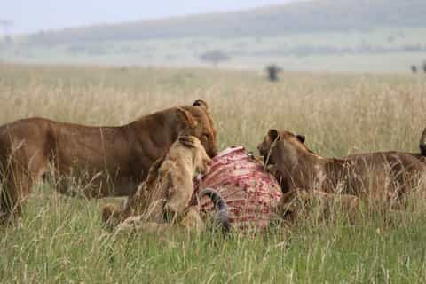 From Nairobi: 3-Day/2-Night Maasai Mara Group Safari