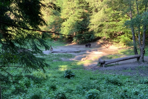 Uit Brasov: Beren kijken in het wild