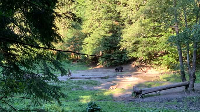 from brasov bear watching in the wild