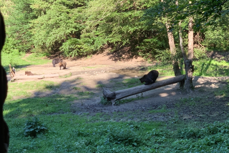 Aus Brasov: Bärenbeobachtung in der Wildnis