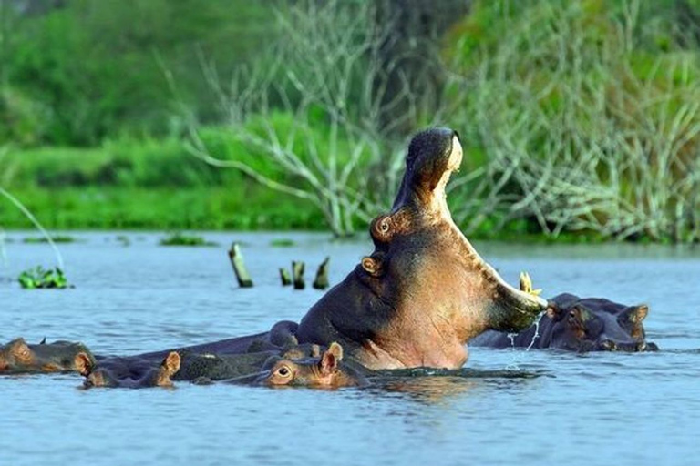 Nairobi: Private 5-tägige Masai Mara, Nakuru und Naivasha Tour