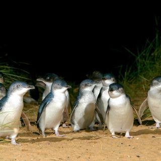 Melbourne: French and Phillip Island Wildlife Expedition