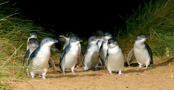 Melbourne: French und Phillip Island Wildlife Expedition