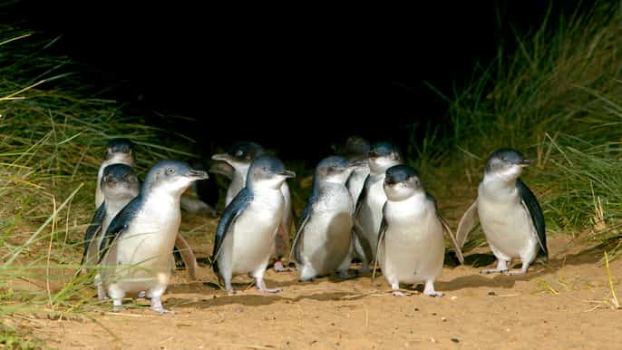 melbourne french and phillip island wildlife expedition