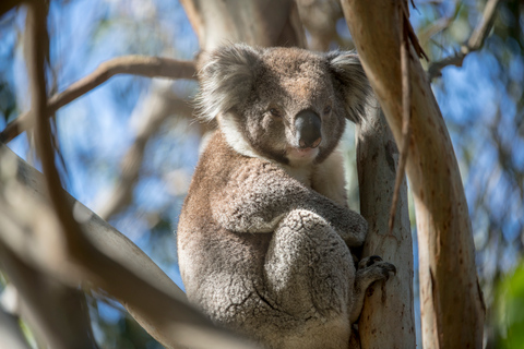 Melbourne: Franse en Phillip Island Wildlife Expeditie