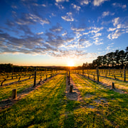 From Melbourne: Mornington Peninsula Food & Wine Taste Trail